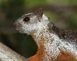 Sciurus variegatoides