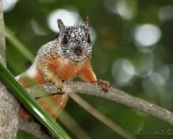 Sciurus variegatoides