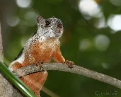 Sciurus variegatoides
