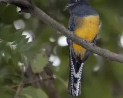 trogon violaceus 01