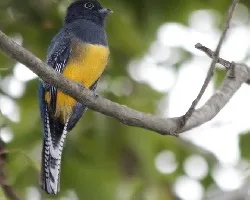 trogon violaceus 02