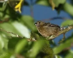Sporophila corvina