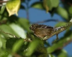 Sporophila corvina