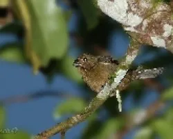 Sporophila corvina