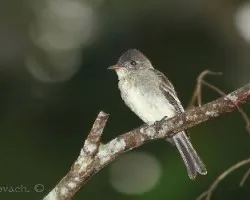 Contopus cinereus