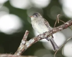 Contopus cinereus