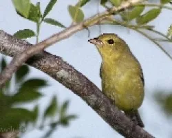 Piranga rubra hembra