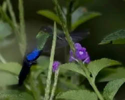 Thalurania colombica - Ninfa coronivioleta