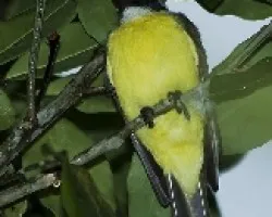 Megarhynchus pitangua