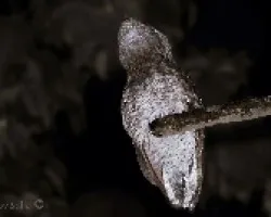 Nictibius grandis a todo  galillo