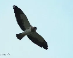 Buteo swainsoni