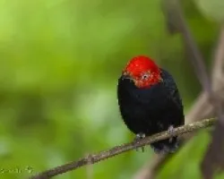 Pipra mentalis 1