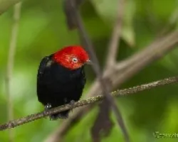 Pipra mentalis 2