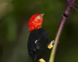 Pipra mentalis 3