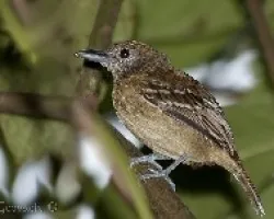 Myrmotherula axillaris - Hormiguerito Flanquiblanco (hembra)