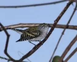 Dendroica pensylvanica