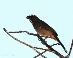 Saltator coerulescens - sensontle - sinsonte
