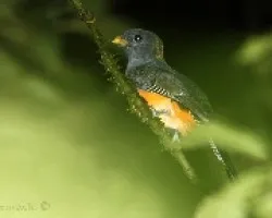 Trogon aurantiiventris 1