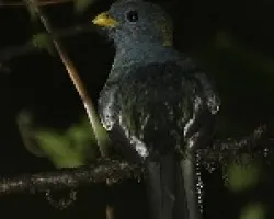 Trogon aurantiiventris 2