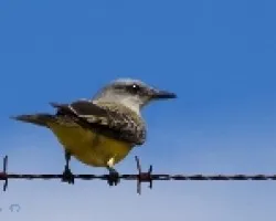 Tyrannus melancholicus - Tropical Kingbird