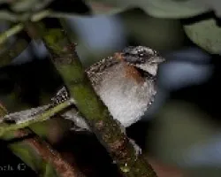 Zonotrichia capensis