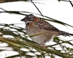 Zonotrichia capensis