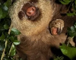 Choloepus hoffmanni - Perica ligera
