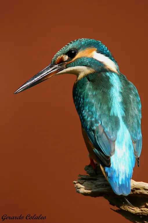 Foto