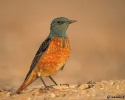 Un macho de Rokero Rojo
