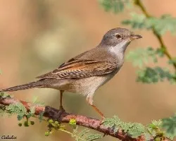 curruca zarzera