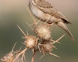 el regalo de la cogajuda
