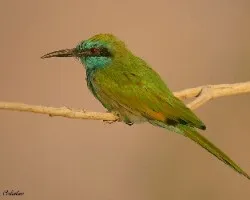 Abejarruco Oriental 