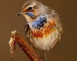 PECHIAZUL