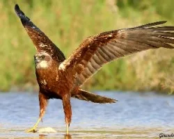 aguilucho lagunero