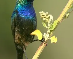 suimanga de Palestina o pajaro del sol palestino