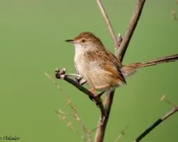 Buitron Rabilargo - Prinia gracilis