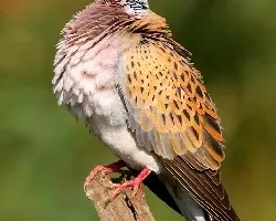Streptopelia turtur