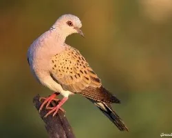Streptopelia turtur