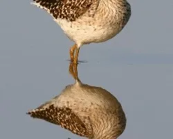 espejos