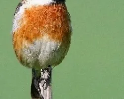 tarabilla comun
