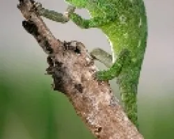 camaleon