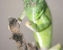 camaleon