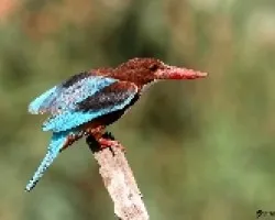 Alcion de Esmirna