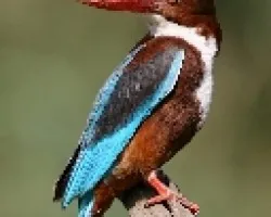 Alcion de Esmirna