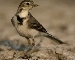 lavandera comun