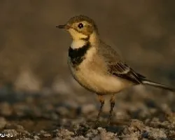 lavandera comun