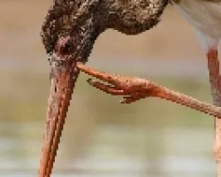La mano de la ciguena negra