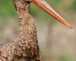 El perfil de la ciguena negra