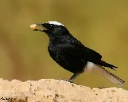 Collalba negra de Brehm