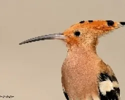 Abubilla